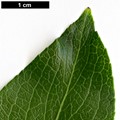 SpeciesSub: f. salicifolius